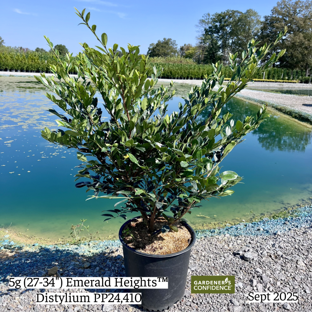 distylium-piidist-i-distylium-emerald-heights