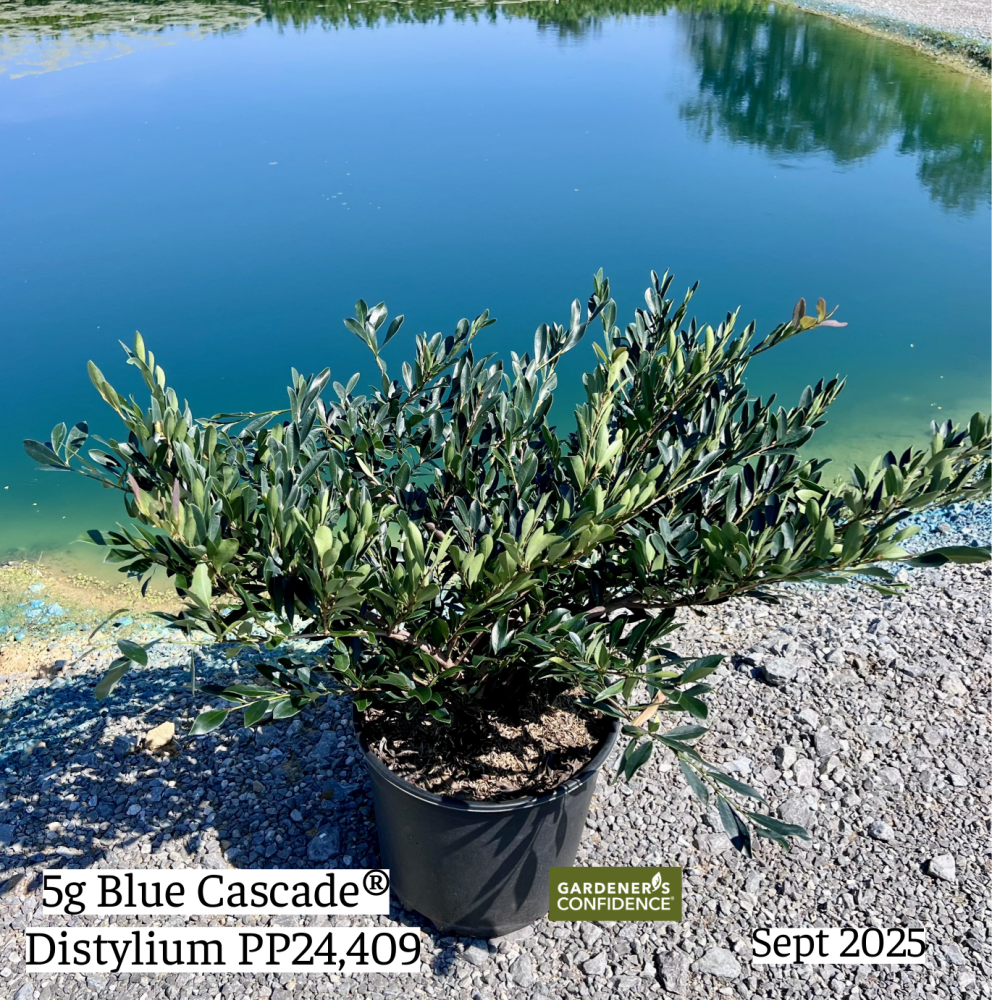 distylium-piidist-ii-distylium-blue-cascade