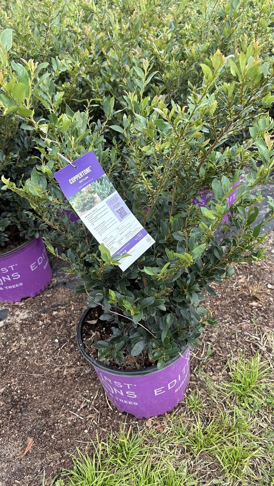 distylium-piidist-iii-coppertone-trade-distylium