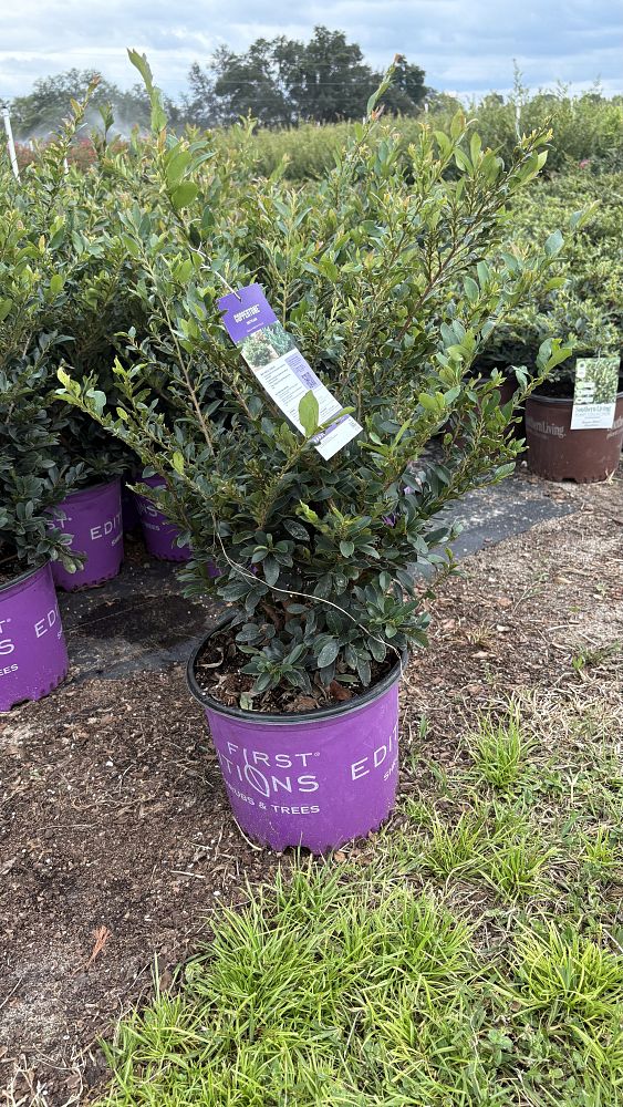 distylium-piidist-iii-coppertone-trade-distylium