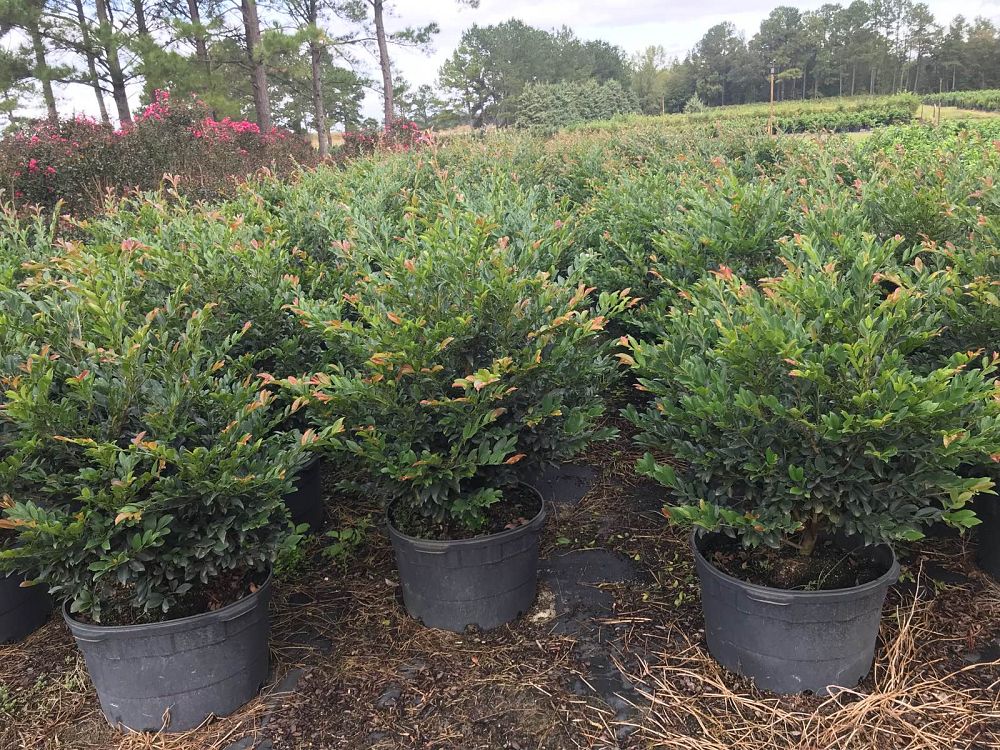 Brunson Wholesale Nursery