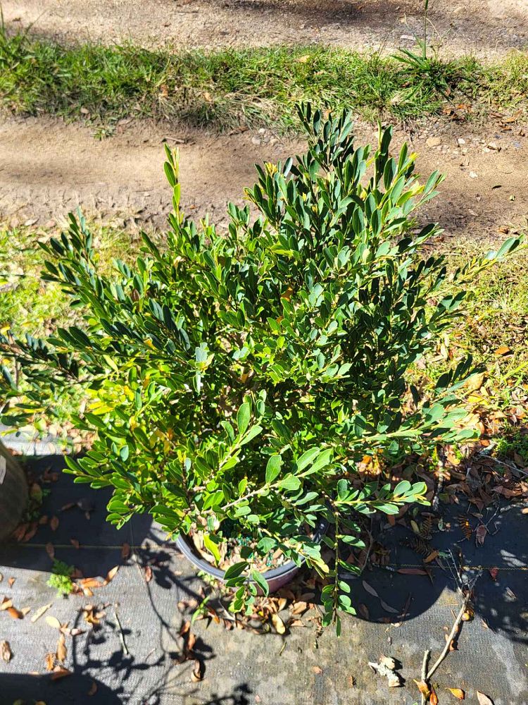 distylium-piidist-v-cinnamon-girl-reg-distylium