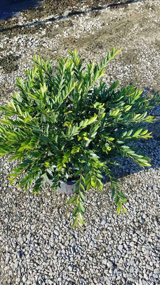 distylium-vintage-jade-vintage-jade-distylium