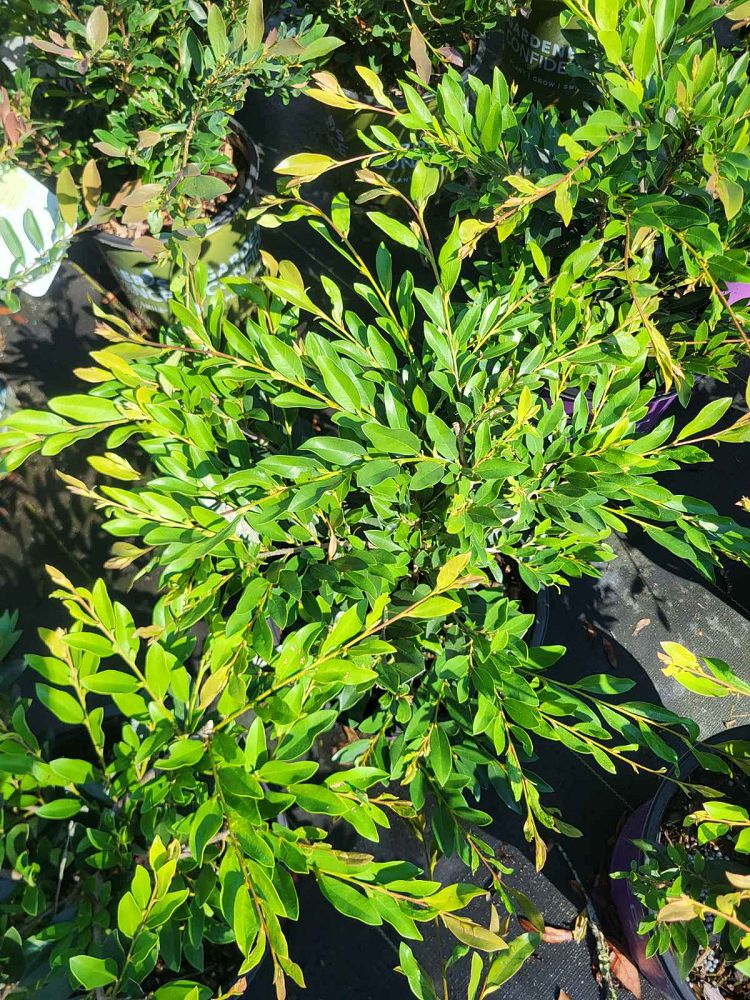 distylium-vintage-jade-vintage-jade-distylium