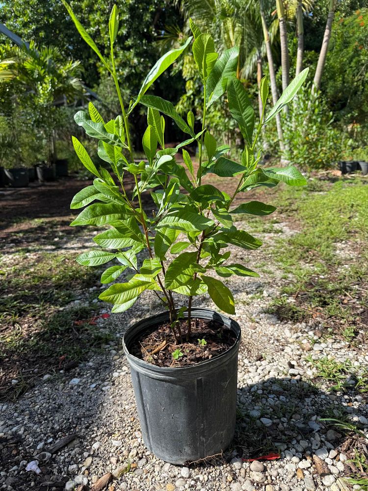 dodonaea-viscosa-angustifolia-sand-olive-mukonachando