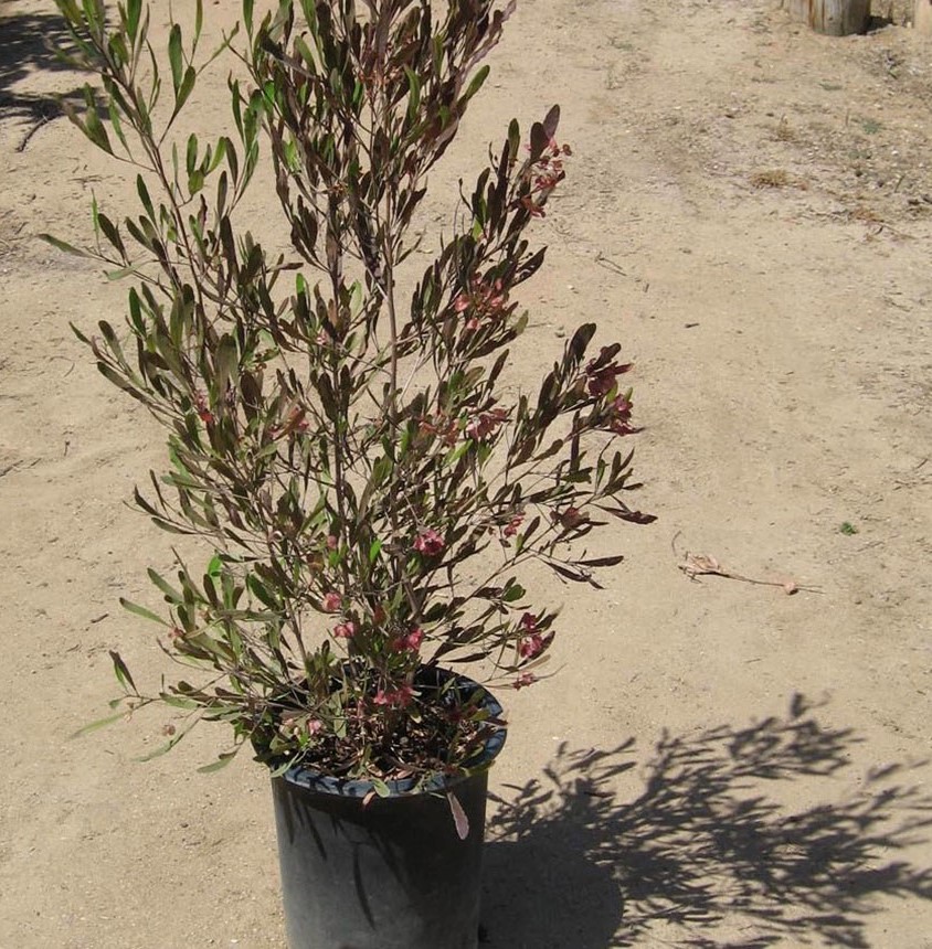 dodonaea-viscosa-purpurea-purple-hopseed-bush