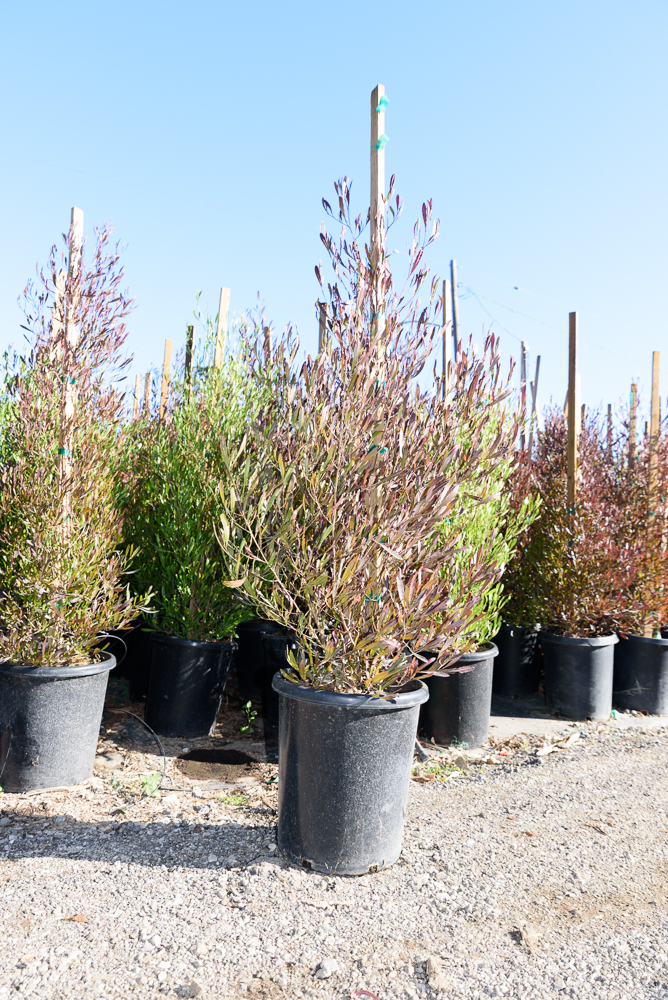 dodonaea-viscosa-purpurea-purple-hopseed-bush