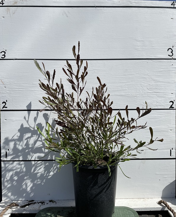 dodonaea-viscosa-purpurea-purple-hopseed-bush