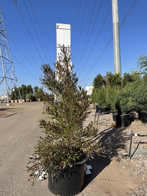 dodonaea-viscosa-purpurea-purple-hopseed-bush