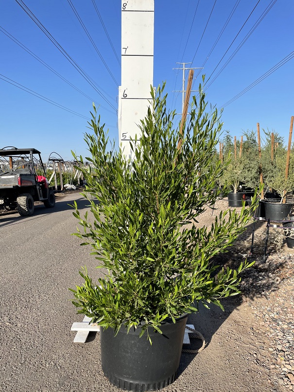 dodonaea-viscosa-varnish-leaf