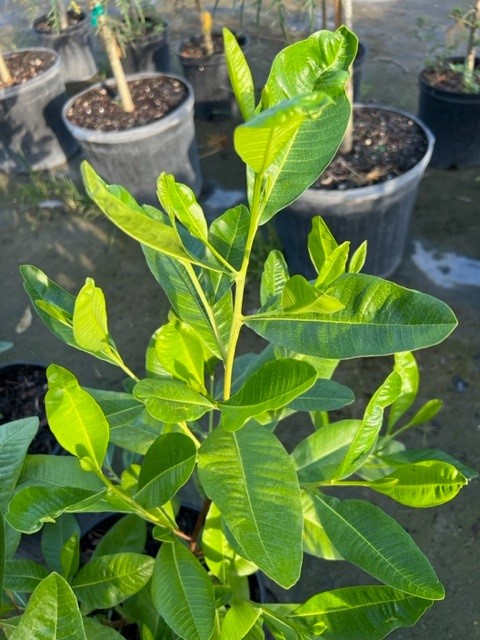 dodonaea-viscosa-varnish-leaf