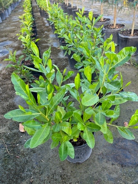 dodonaea-viscosa-varnish-leaf