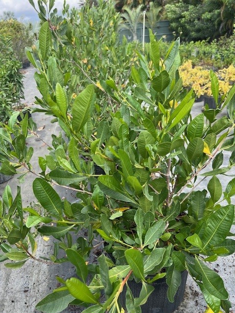 dodonaea-viscosa-varnish-leaf