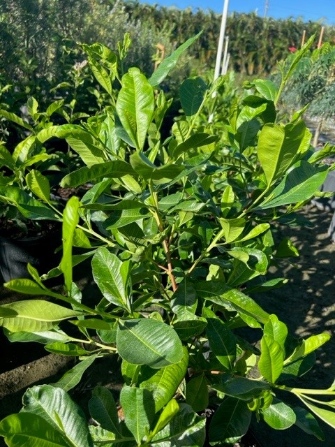 dodonaea-viscosa-varnish-leaf