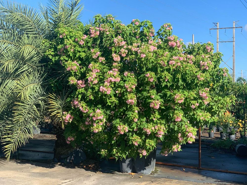 dombeya-burgessiae-wedding-flower