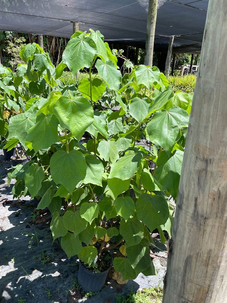 dombeya-burgessiae-wedding-flower