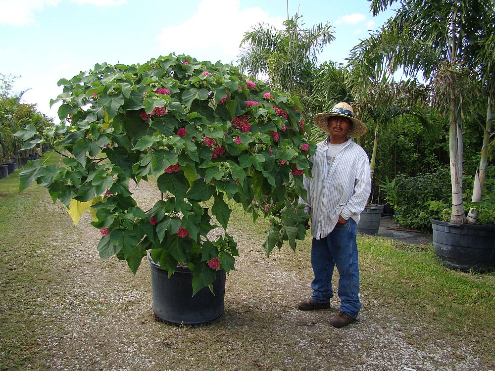 dombeya-cacuminum-strawberry-snowball