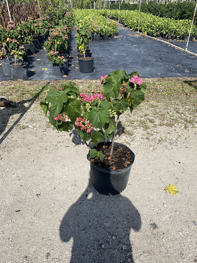 dombeya-cacuminum-strawberry-snowball