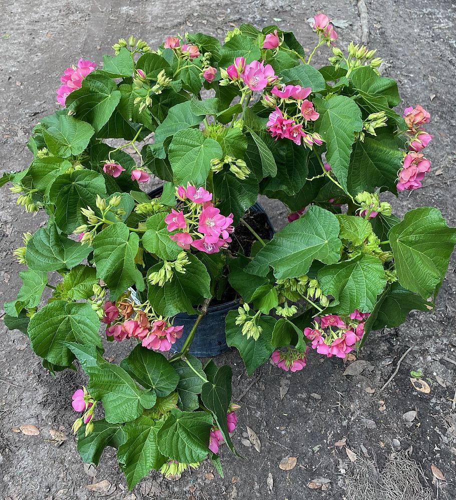 dombeya