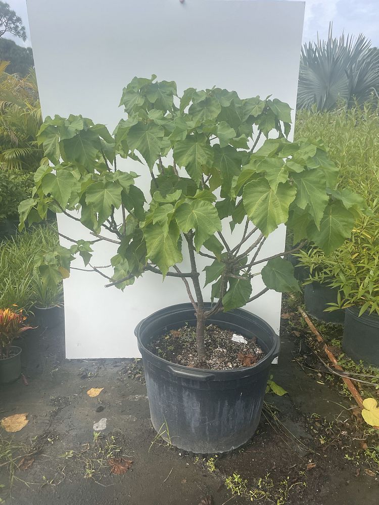 dombeya