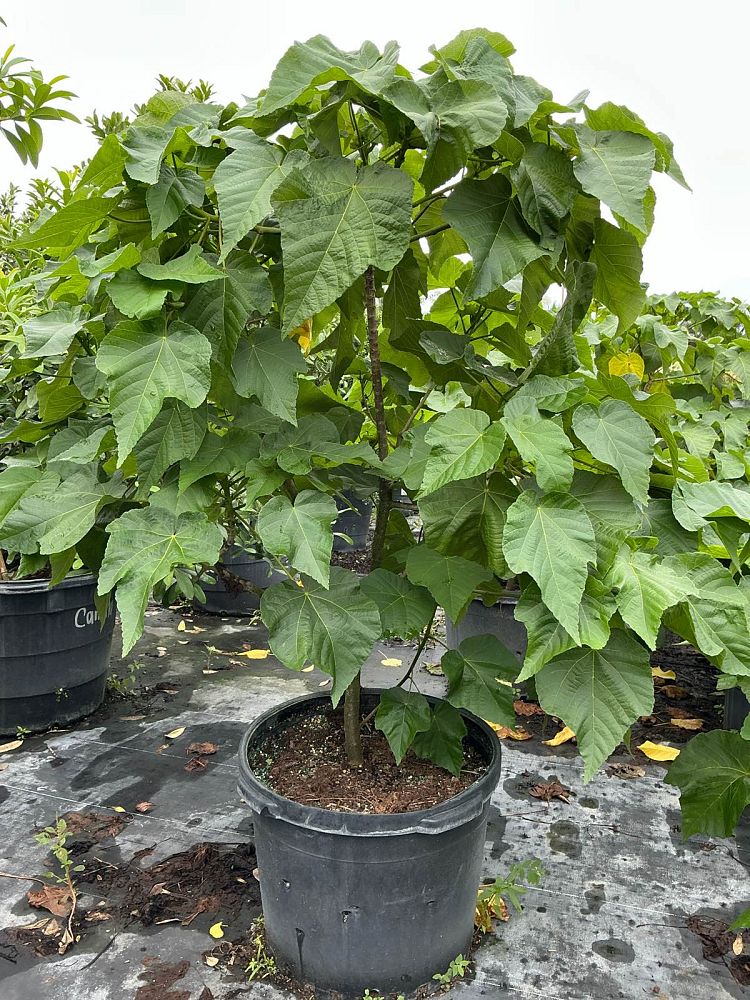 dombeya