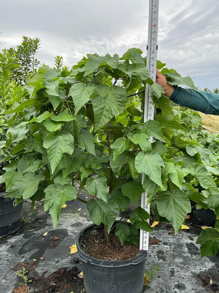 dombeya