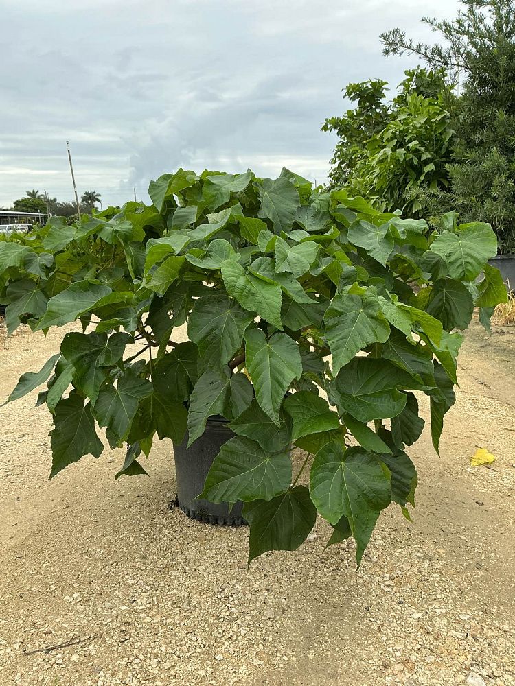 dombeya