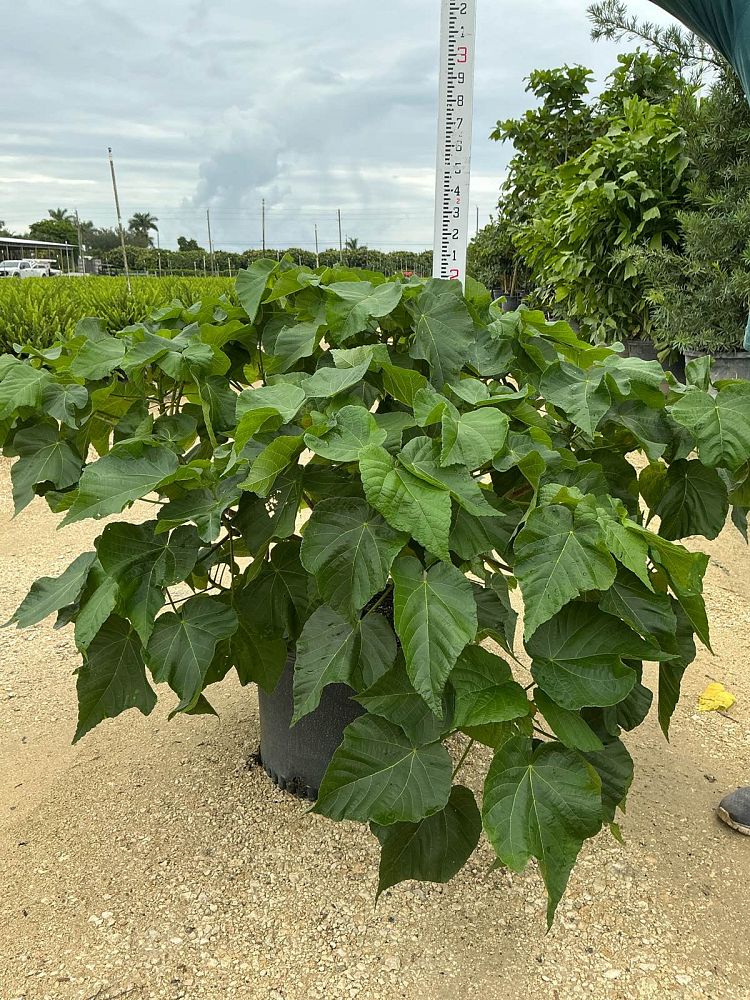 dombeya