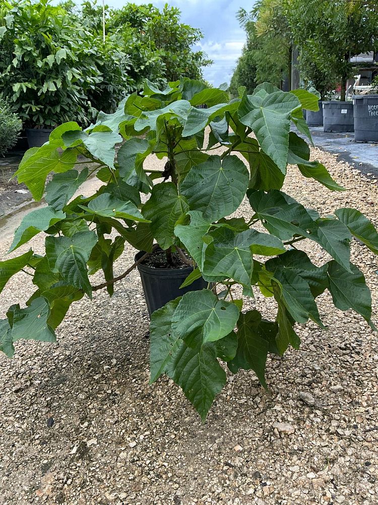 dombeya