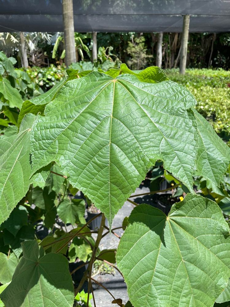dombeya-wallichii-tropical-hydrangea