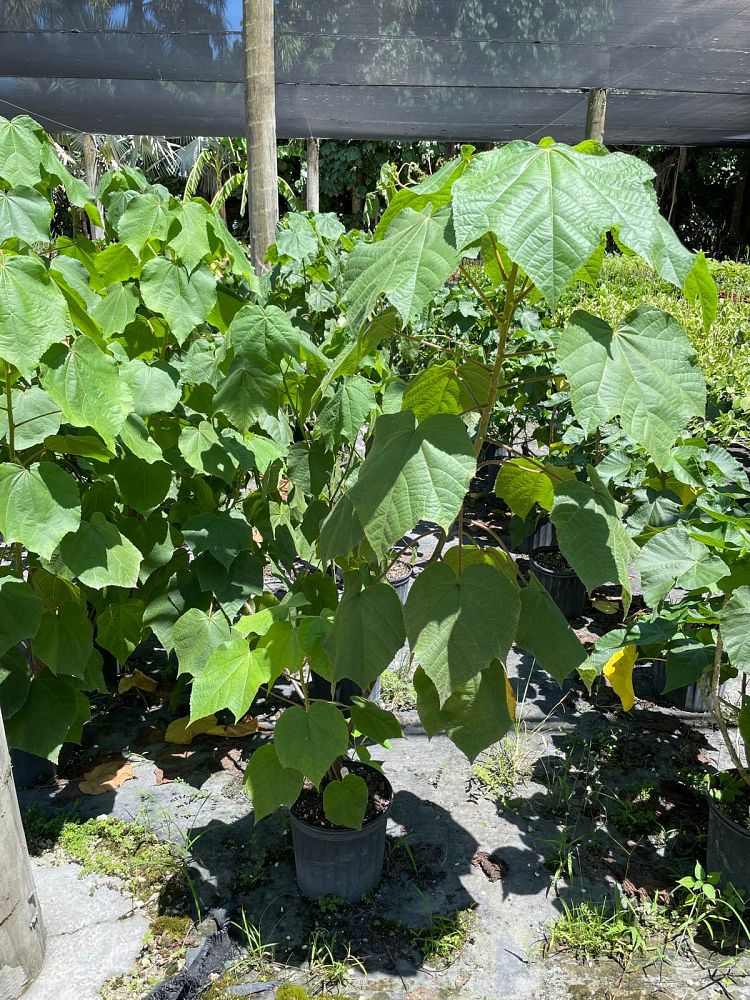 dombeya-wallichii-tropical-hydrangea