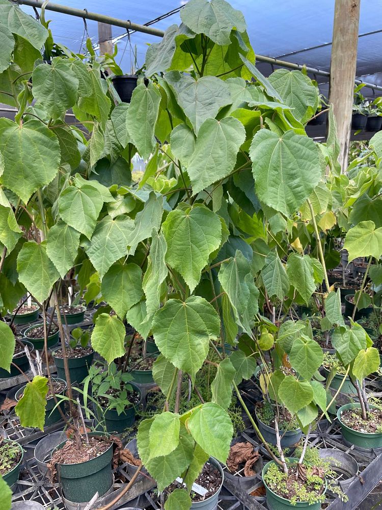 dombeya-wallichii-tropical-hydrangea