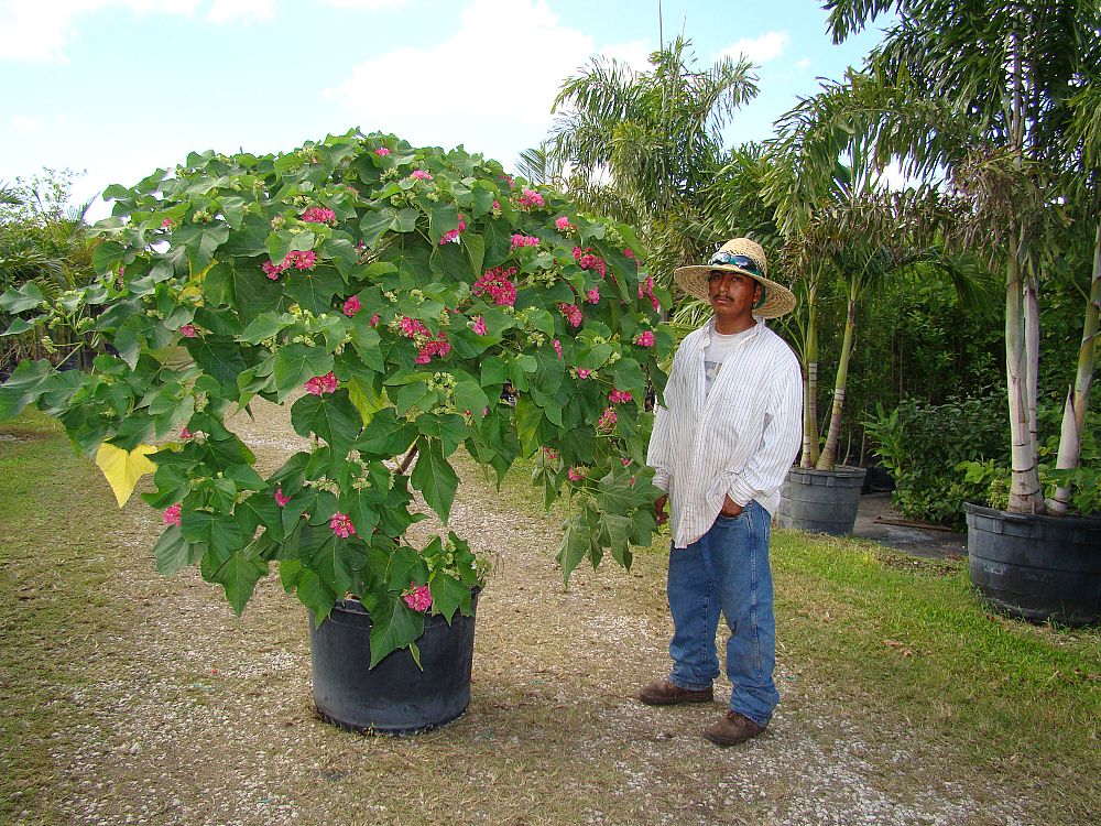 dombeya-x-seminole