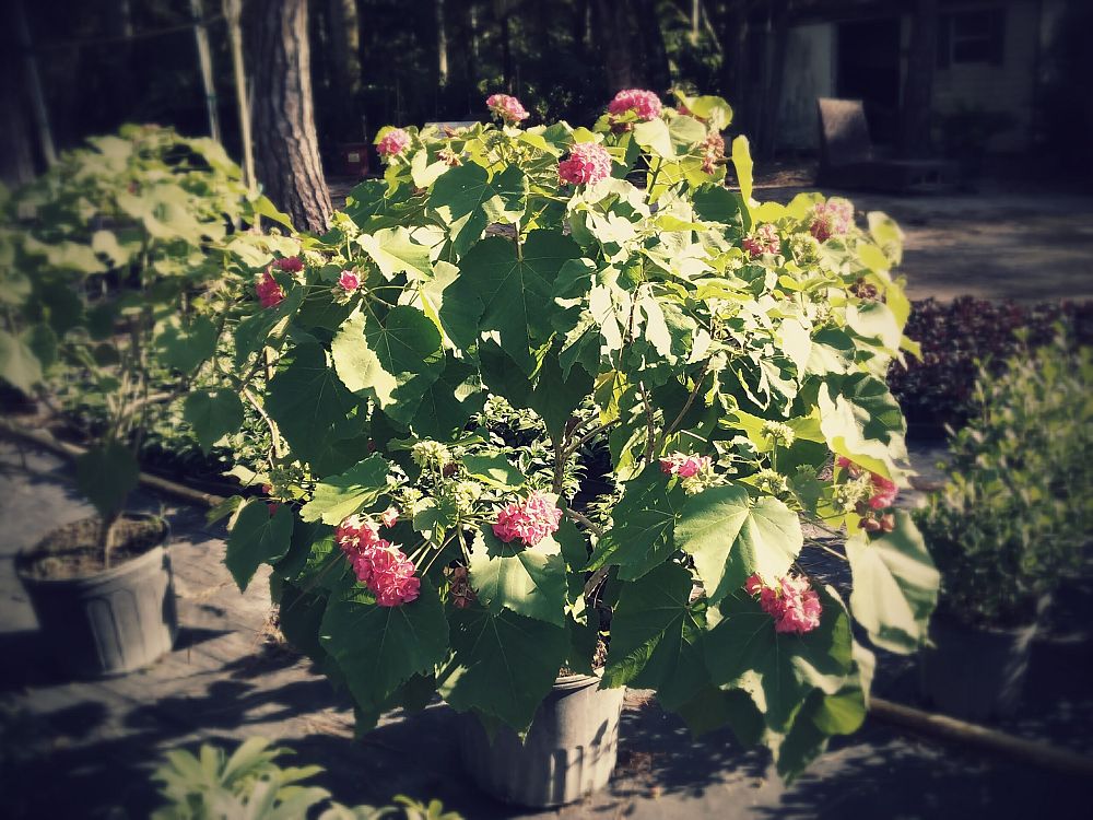 dombeya-x-seminole