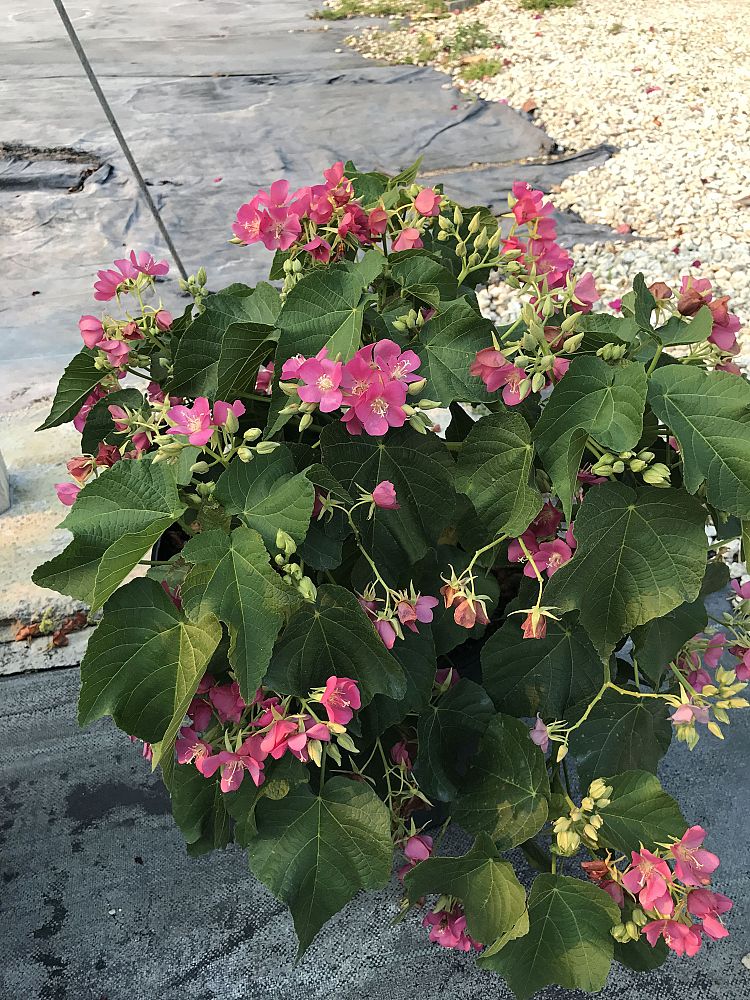 dombeya-x-seminole