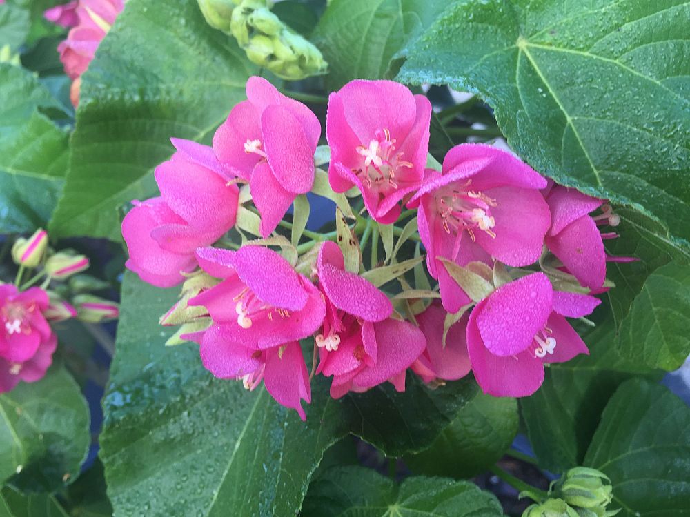 dombeya-x-seminole