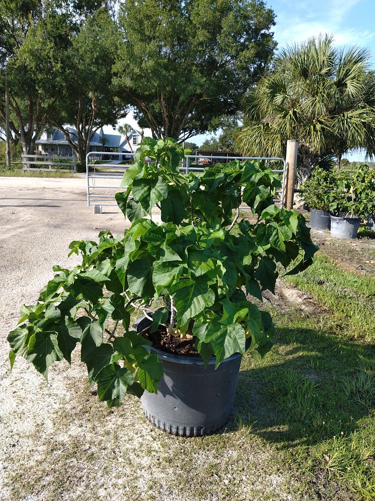 dombeya-x-seminole