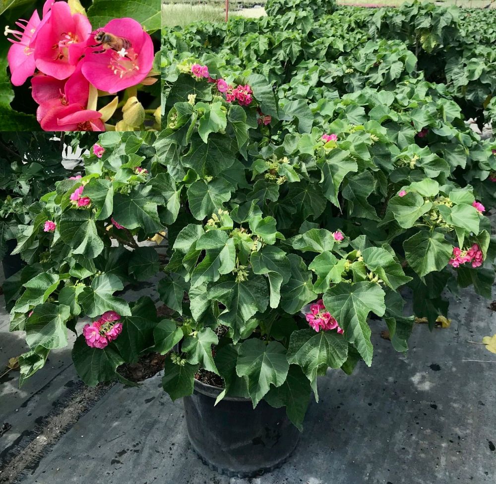 dombeya-x-seminole