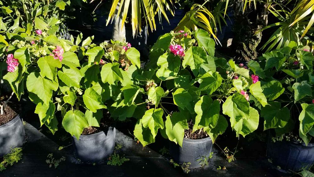 dombeya-x-seminole