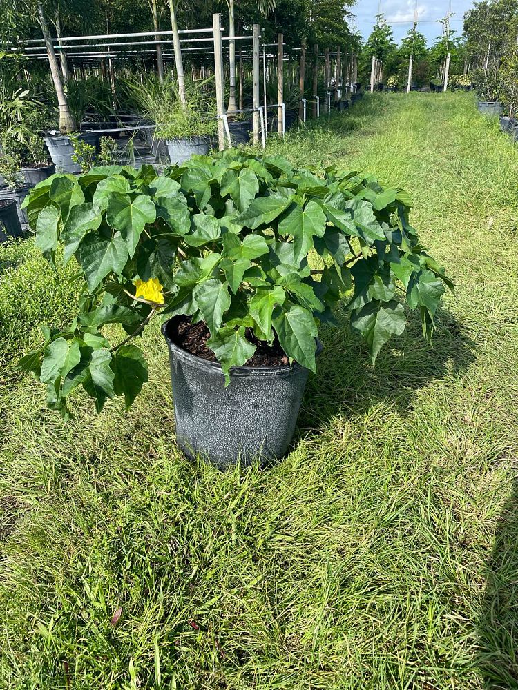 dombeya-x-seminole