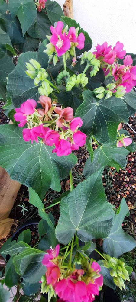 dombeya-x-seminole