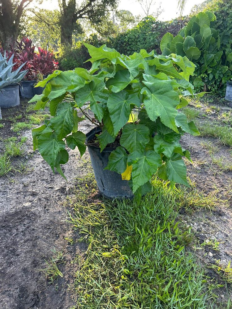 dombeya-x-seminole