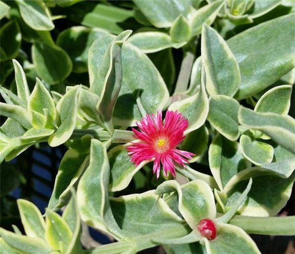 dorotheanthus-bellidiformis-ice-plant-livingston-daisy-livingstone-daisy