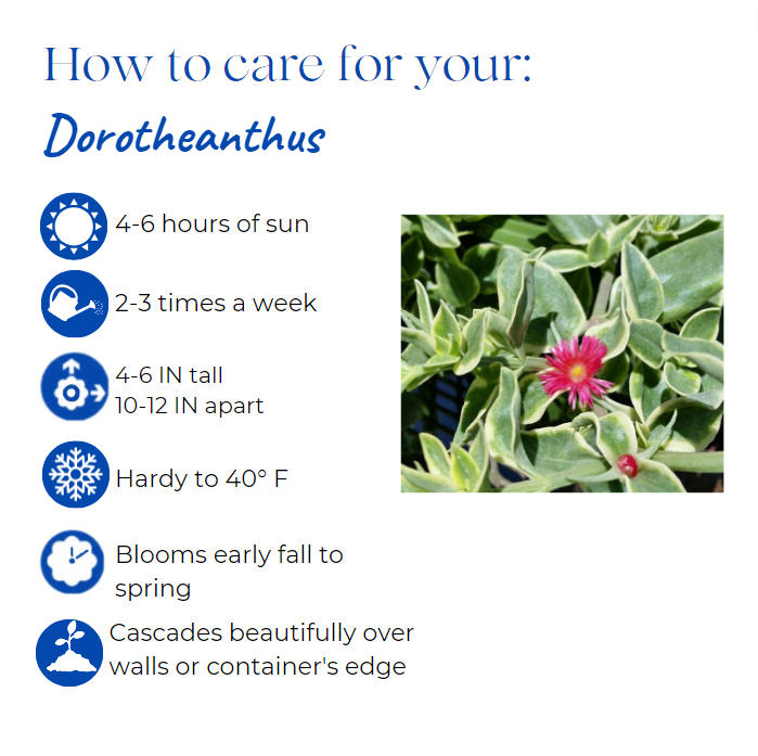 dorotheanthus-bellidiformis-ice-plant-livingston-daisy-livingstone-daisy