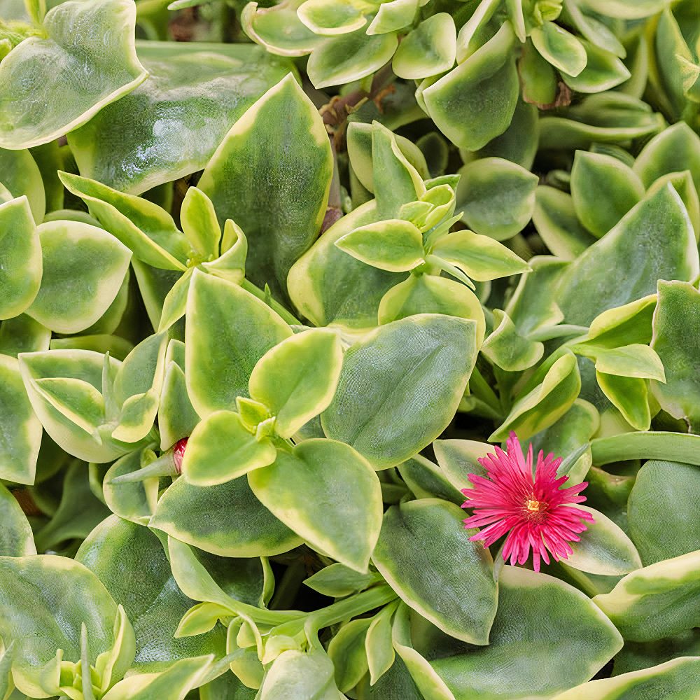 dorotheanthus-bellidiformis-ice-plant-livingston-daisy-livingstone-daisy