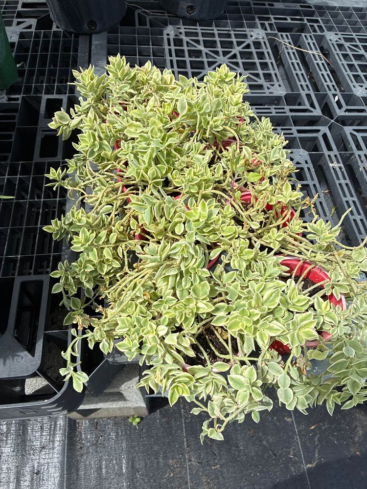 dorotheanthus-bellidiformis-ice-plant-livingston-daisy-livingstone-daisy