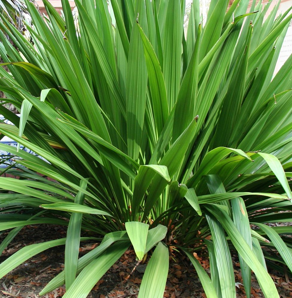 doryanthes-palmeri-spear-lily