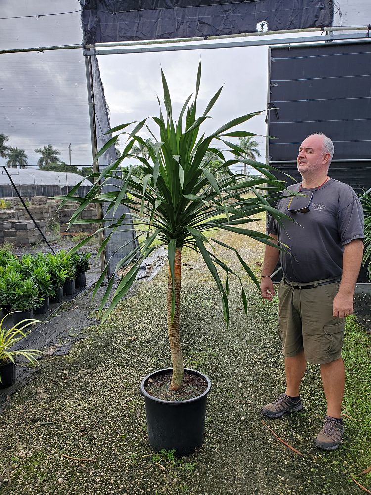 dracaena-arborea