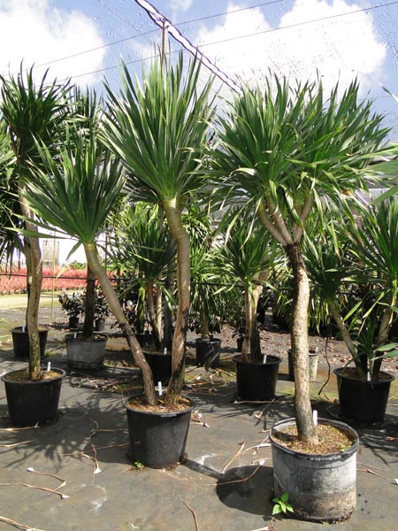 dracaena-arborea