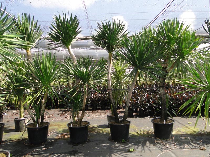 dracaena-arborea